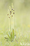 Fly Orchid (Ophrys insectifera)