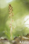 Bird s-nest Orchid (Neottia nidus-avis)