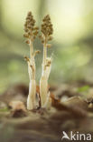 Bird s-nest Orchid (Neottia nidus-avis)