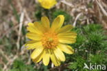 Voorjaarsadonis (Adonis vernalis)