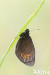 Woodland Ringlet (Erebia medusa)