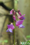 spring pea (Lathyrus vernus)