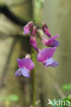 spring pea (Lathyrus vernus)