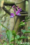 spring pea (Lathyrus vernus)