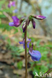 spring pea (Lathyrus vernus)