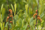 Wasgagel (Myrica caroliniensis)