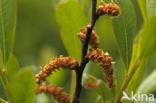 Wasgagel (Myrica caroliniensis)