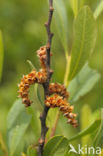 Wasgagel (Myrica caroliniensis)