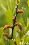 Wasgagel (Myrica caroliniensis)