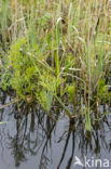 Cowbane (Cicuta virosa)