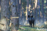 Wild Boar (Sus scrofa)