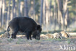 Wild Boar (Sus scrofa)