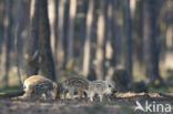 Wild Boar (Sus scrofa)