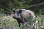 Wild Boar (Sus scrofa)