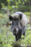 Wild Boar (Sus scrofa)