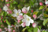 Crab Apple (Malus sylvestris)