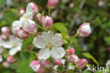 Crab Apple (Malus sylvestris)