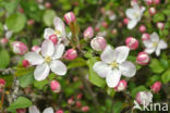 Crab Apple (Malus sylvestris)