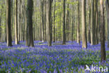 Bluebell (Hyacinthoides non-scripta