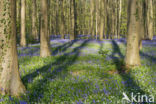 Bluebell (Hyacinthoides non-scripta