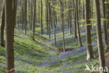 Bluebell (Hyacinthoides non-scripta