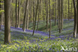 Bluebell (Hyacinthoides non-scripta