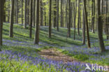 Bluebell (Hyacinthoides non-scripta