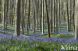 Bluebell (Hyacinthoides non-scripta