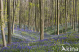 Bluebell (Hyacinthoides non-scripta