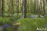 Bluebell (Hyacinthoides non-scripta