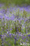 Bluebell (Hyacinthoides non-scripta