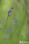 Bluebell (Hyacinthoides non-scripta