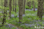 Bluebell (Hyacinthoides non-scripta