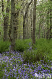 Bluebell (Hyacinthoides non-scripta