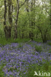 Bluebell (Hyacinthoides non-scripta