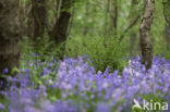 Bluebell (Hyacinthoides non-scripta