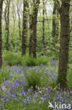 Bluebell (Hyacinthoides non-scripta