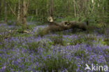 Bluebell (Hyacinthoides non-scripta