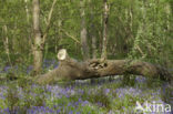 Bluebell (Hyacinthoides non-scripta