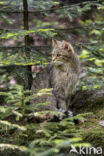 Wilde kat (Felis silvestris)