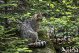 Wilde kat (Felis silvestris)