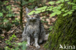 Wilde kat (Felis silvestris)