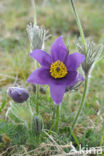 Pasqueflower (Pulsatilla vulgaris)