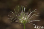 Wildemanskruid (Pulsatilla vulgaris)