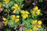 Winter Aconite (Eranthis hyemalis)