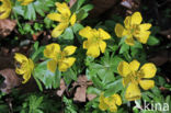 Winter Aconite (Eranthis hyemalis)