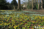 Winter Aconite (Eranthis hyemalis)