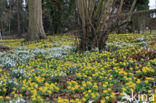 Winter Aconite (Eranthis hyemalis)