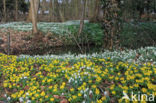 Winter Aconite (Eranthis hyemalis)