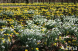 Winter Aconite (Eranthis hyemalis)